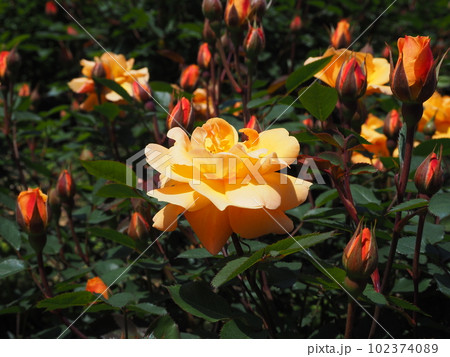 淡い黄色のバラ 102374089