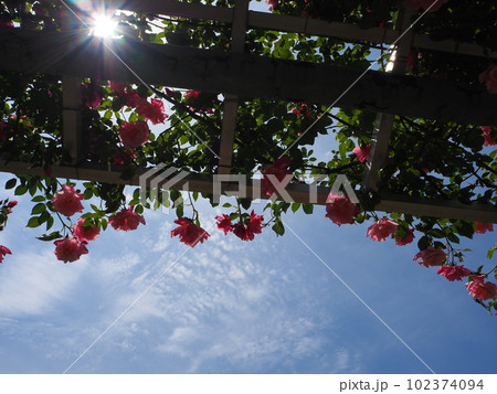 バラと青空 102374094