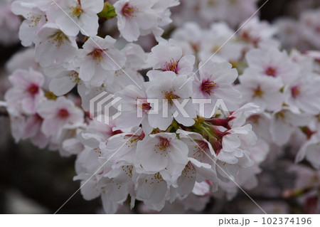 桜 桜 102374196