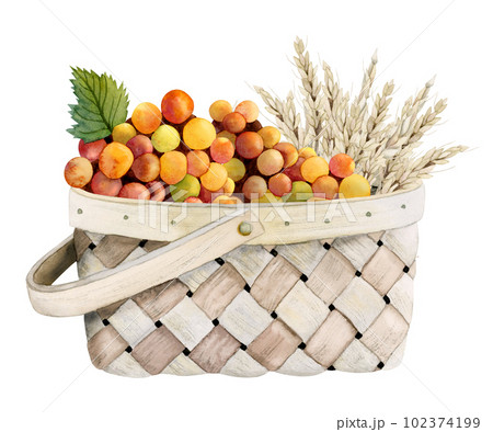 Watercolor wicker basket with red orange grapes and wheat illustration isolated on white background. Shavuot greetings 102374199