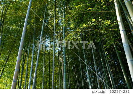 竹林 102374281