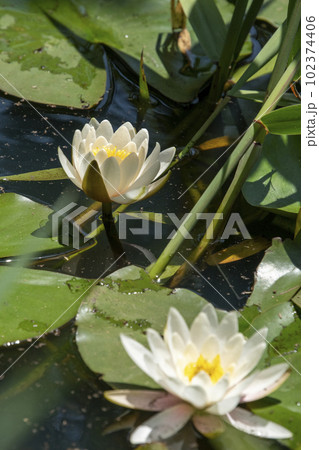 睡蓮 睡蓮 102374406