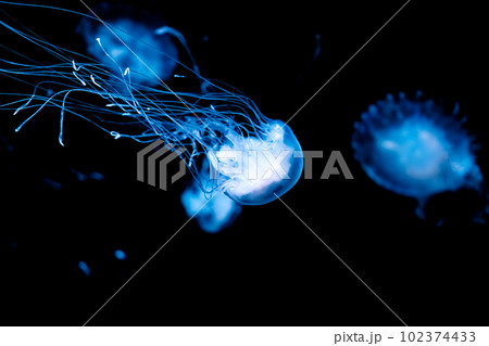 触手の長いクラゲ 102374433