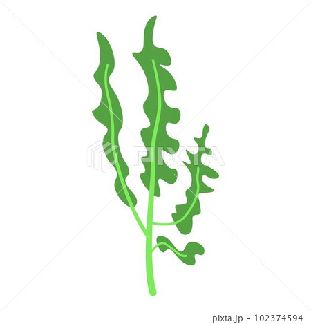 Arugula icon. Isometric of arugula vector icon for web design isolated on white background 102374594