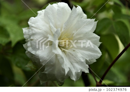 八重咲きテッセン 102374976