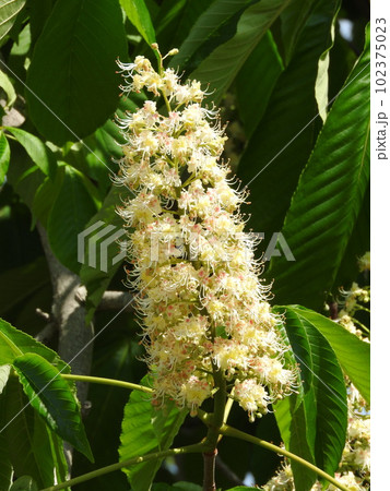 トチノキの花 トチノキの花 102375023