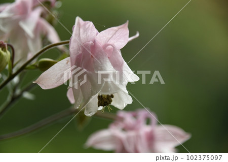 水滴がついたオダマキの花 水滴がついたオダマキの花 102375097