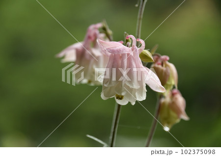 水滴がついたオダマキの花 水滴がついたオダマキの花 102375098