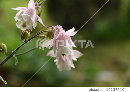 水滴がついたオダマキの花 水滴がついたオダマキの花 102375104
