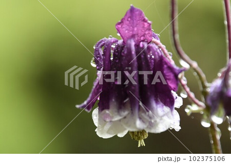 水滴がついたオダマキの花 水滴がついたオダマキの花 102375106