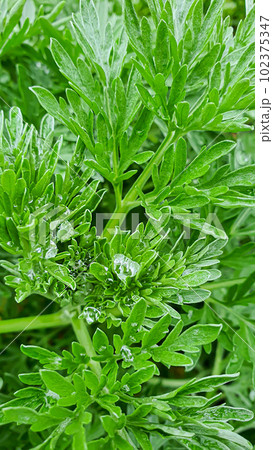 Flower and plant seedlings for the garden or home. Seedlings in pots. 102375347