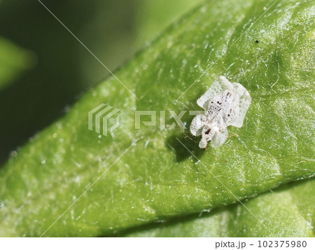 葉っぱの上のアワダチソウグンバイ レースのような面白い虫 葉っぱの上のアワダチソウグンバイ レースのような面白い虫 102375980