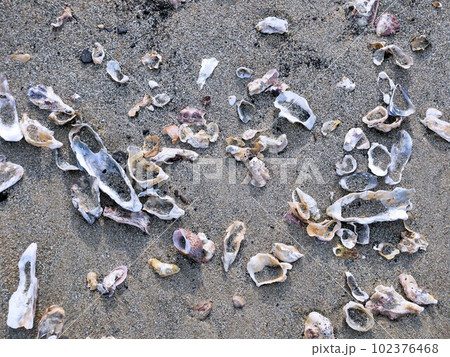 佐賀県唐津市 松浦潟の浜に打ち上げられた貝殻 佐賀県唐津市 松浦潟の浜に打ち上げられた貝殻 102376468
