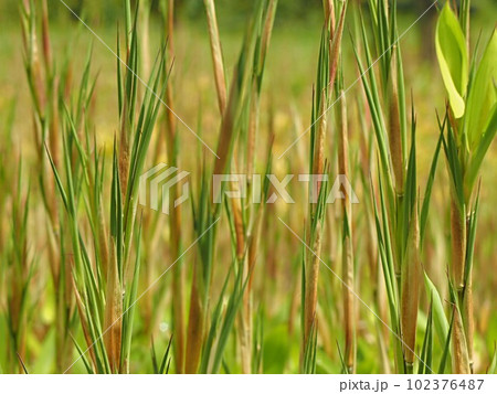ヒメザサの新芽のテクスチャー 102376487