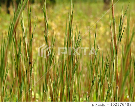 ヒメザサの新芽のテクスチャー 102376488