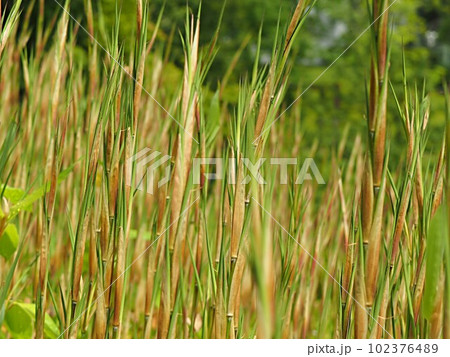 ヒメザサの新芽のテクスチャー 102376489