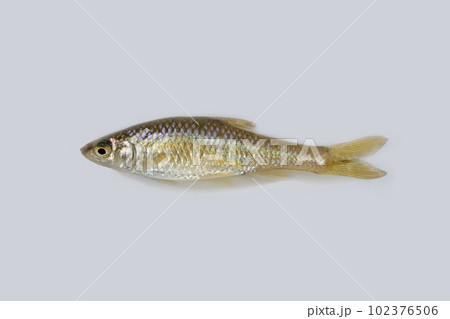 埼玉県の野池で釣ったクチボソを白バックで撮った 102376506