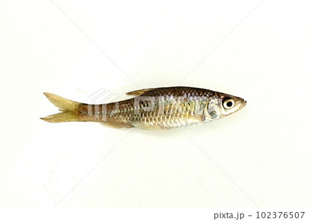 埼玉県の野池で釣ったクチボソを白バックで撮った 102376507