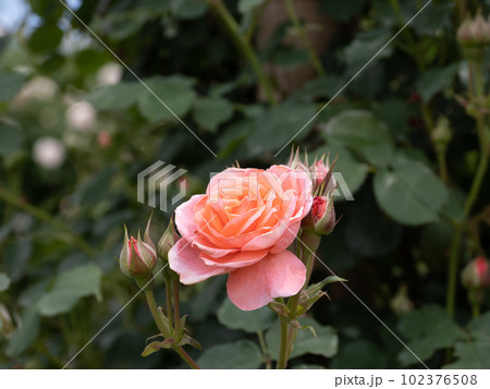 コーラルピンク色のバラの花【ロマンティック チュチュ】 コーラルピンク色のバラの花【ロマンティック チュチュ】 102376508