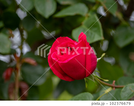 深紅のバラの花【アーネスト ヘンリー モース】 102376679