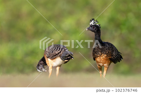 Close up of Bare-faced curassow in grass 102376746