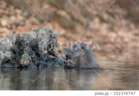 Neotropical otter eating a fish in a river 102376747