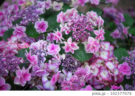 赤紫色の紫陽花 102377078