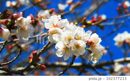 2023年撮影の春の桜と青空の風景 102377215