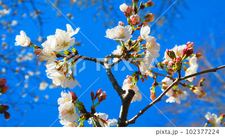 2023年撮影の春の桜と青空の風景 2023年撮影の春の桜と青空の風景 102377224
