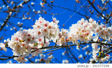 2023年撮影の春の桜と青空の風景 102377298