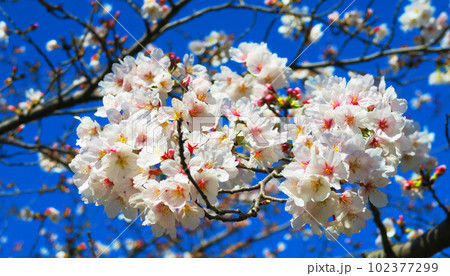 2023年撮影の春の桜と青空の風景 2023年撮影の春の桜と青空の風景 102377299