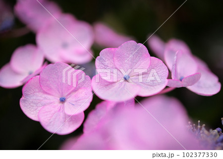 ピンク色の紫陽花 ピンク色の紫陽花 102377330