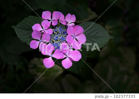 ピンク色の紫陽花 ピンク色の紫陽花 102377335
