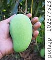 Green mango in a holding hand   from it's branch. 102377523