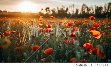 A beautiful field of red poppies in the sunset light. Beautiful blooming red poppies A beautiful field of red poppies in the sunset light. Beautiful blooming red poppies 102377543
