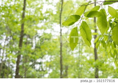 林の中のクヌギの新緑 林の中のクヌギの新緑 102377816