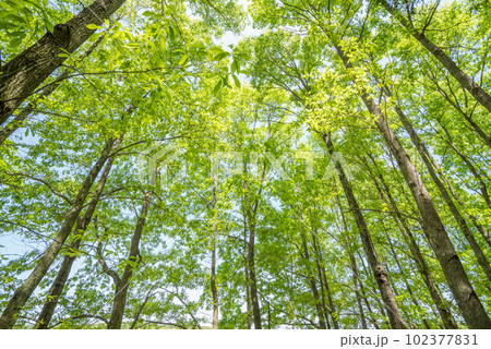 新緑のクヌギ林 102377831