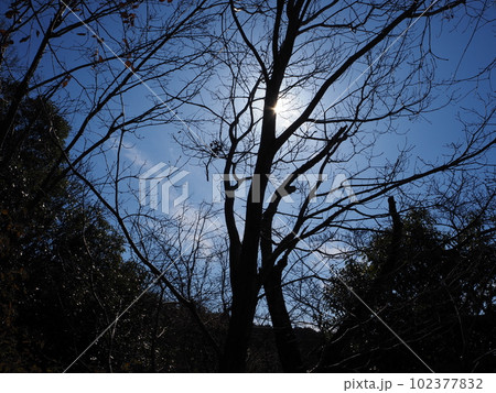 木漏れ日 102377832