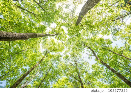 下から見上げた新緑のクヌギ林 102377833