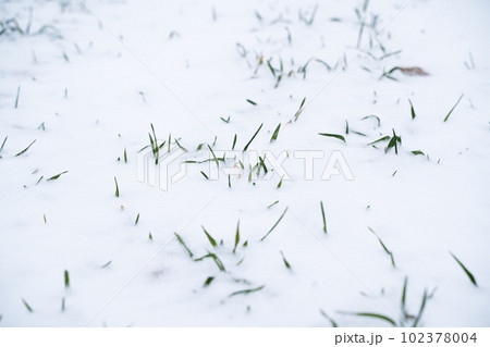 Sprouts of winter wheat on a agricultural field. Snow-covered green field of winter wheat. Green wheat covered by snow. Sprouts of winter wheat on a agricultural field. Snow-covered green field of winter wheat. Green wheat covered by snow. 102378004