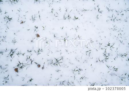 Sprouts of winter wheat on a agricultural field. Snow-covered green field of winter wheat. Green wheat covered by snow. 102378005