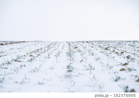 Wheat field covered with snow in winter season. Growing grain crops in a cold season. Agriculture process with a crop cultures. 102378008