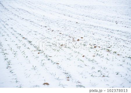Sprouts of wheat under the snow in winter season. Growing grain crops in a cold season. Agriculture process with a crop cultures. 102378013