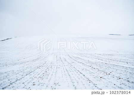 Green young sprouts of wheat, barley, rye under the layer of fresh snow in a spring. Green young sprouts of wheat, barley, rye under the layer of fresh snow in a spring. 102378014