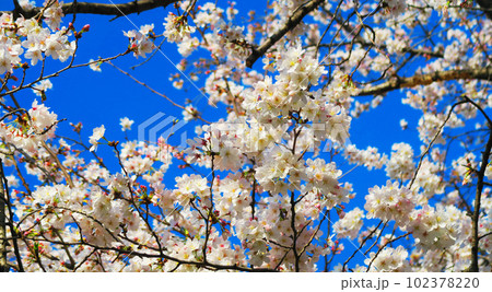 2023年撮影の春の桜と青空の風景 102378220