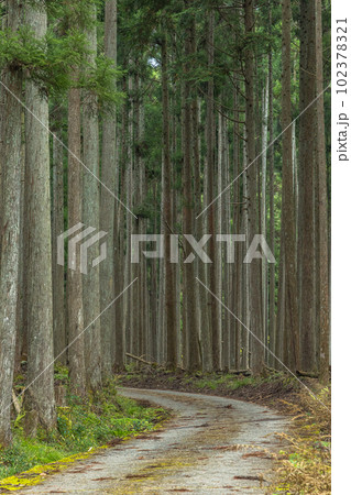日本　京都府京都市右京区の森の中にある賀茂神社へと続く杉木立の山道 102378321