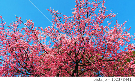 埼玉県川口市の密蔵院の安行桜の風景(2023年撮影) 埼玉県川口市の密蔵院の安行桜の風景(2023年撮影) 102378441