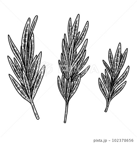 Set of illustrations of rosemarine in engraving style. Design element for logo, emblem, sign, poster, card, banner. Vector illustration Set of illustrations of rosemarine in engraving style. Design element for logo, emblem, sign, poster, card, banner. Vector illustration 102378656