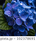 雨したたる紫陽花 102378691