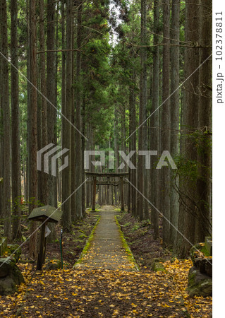 日本 京都府京都市右京区の森の中にある賀茂神社の鳥居と苔むした石段に落ちた銀杏の葉 日本 京都府京都市右京区の森の中にある賀茂神社の鳥居と苔むした石段に落ちた銀杏の葉 102378811